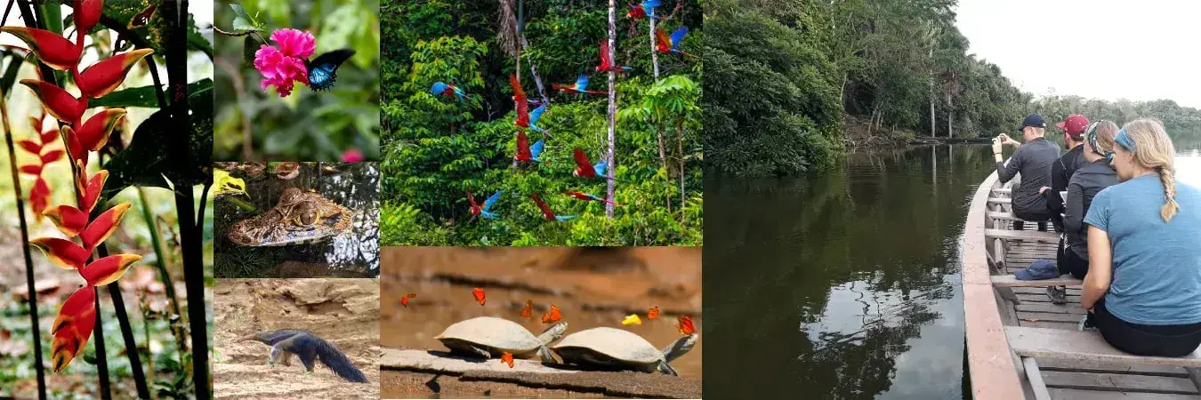 Tambopata National Reserve + Macaw Clay Lick 6 days and 5 nights - Local Trekkers Peru - Local Trekkers Peru